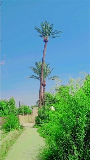 Most Beautiful Palm Trees 🌴✨ | Nature’s Stunning View || #nature #shorts #egzonibrahimi