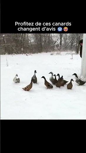 Profitez de ces canards qui changent d’avis 🥶😂