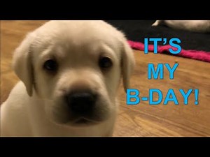 Lab puppies turn 5 weeks old!