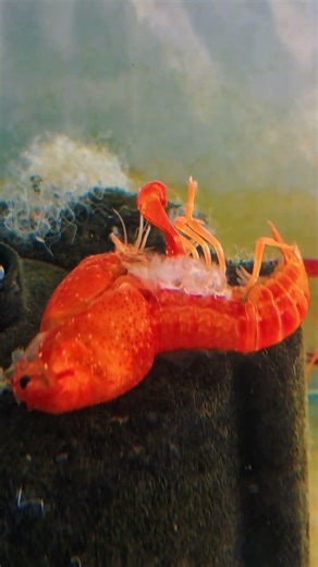 “Removing Lobster Shell 😳 So Satisfying!#cleaning#lobstercleaning#ytshorts#nskaquatics#bunnyaquafarm