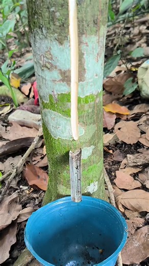 how to slice a jackfruit tree #getah #petani #reels #viral #fyp #seluruhdunia | Rotari