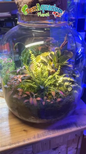 Terraquarium Planet on Instagram: "Ecco i nostri terrari 💚 📍via Aurelia n 105, camporosso (IM) ☎️0184 843683 #terraquariumplanet #terrari #negoziodianimali #magasindanimaux #camporosso"