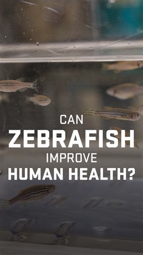 University of Maine on Instagram: "Humans can’t regrow body parts... yet. Could this tiny fish hold the secret? 🐟✨ Zebrafish are small and not physically impressive, but they are powerhouses in medical research labs. Not only can these little fish from Southeast Asia regrow their organs and body parts, but they also have transparent eggs and remarkably similar DNA to human beings. All of those features, and the fact that they are easy to grow and care for, make zebrafish great for studying some