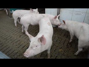 Immunocastration of piglets