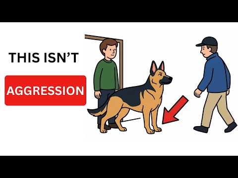 This Is NOT Aggression German Shepherd Owners ‪@DogDecoded1122‬ 1122