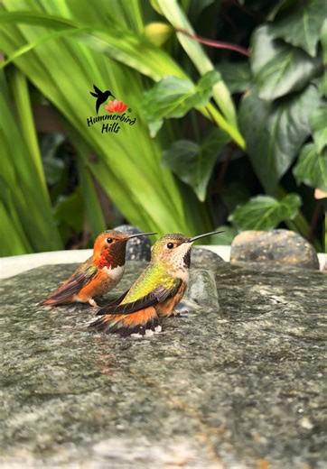 Bathing bliss 💦✨ #hummingbirds Real video. No Ai. . Share this video with friends and family to spread the joy of hummingbirds ✨ . . © All rights reserved. Don’t use without permission. . . . #nature #asmr #fyp #foryoupagе