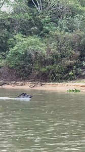 Tapir swimming as a Jaguar watches from the Riverbank | Nature Lovers Arround the world