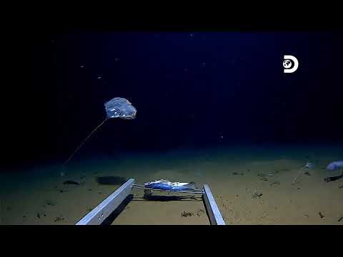 New Species of Jellyfish spotted in Java Trench by the Five Deeps Expedition