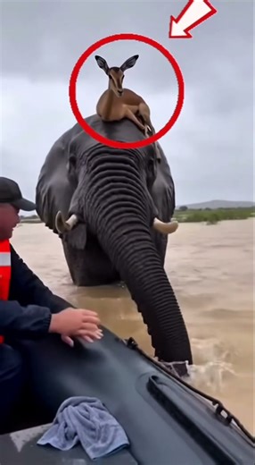 He Was Scared… Until This Happened 🐾❤️