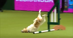 Agility course fail doesn’t stop this dog, and it has the announcer in stitches