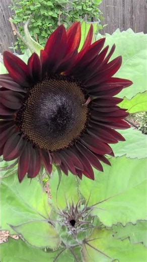 The Chianti Hybrid Sunflowers Are Blooming!