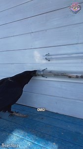 When you realize a bird is way smarter than you 🙊 | Now I've Seen Everything