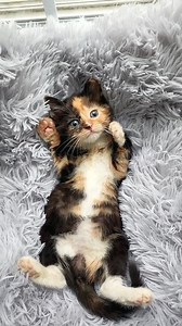 191K views · 15K reactions | Cassie brightening up a cloudy day | Fostering kittens | Facebook