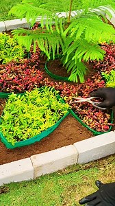 Floral Decor Square Shape Landscaping | DIY Landscape Design Ideas Part 19 #landscape #landscaping #garden #DIY | Oliver Uriarte