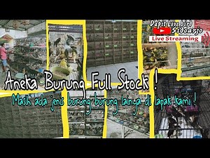 Updaet harga semua jenis burung 2022 terbaru