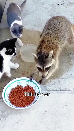 The secret behind the raccoon stealing cat food #story #animals #love #raccoon