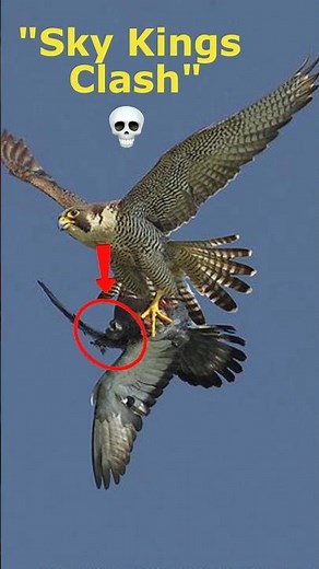 240 MPH Death Dive — The Falcon That Rules the Sky!💀 #falicon #paragrenefalicon #wildlife