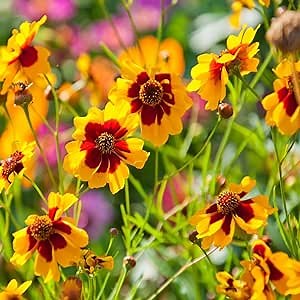 Outsidepride Plains Coreopsis Seeds - 5000 Pcs. Annual, Drought & Humidity Tolerant, Flower Seeds for Planting Vibrant Bicolored Blooms, Ideal for Xeriscaping and Low Maintenance Gardens
