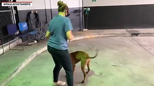 Bruno has been described as a fun, energetic dog. The animal recently got lost in Miami Beach but was luckily reunited with his mom recently. | The National Desk - TND