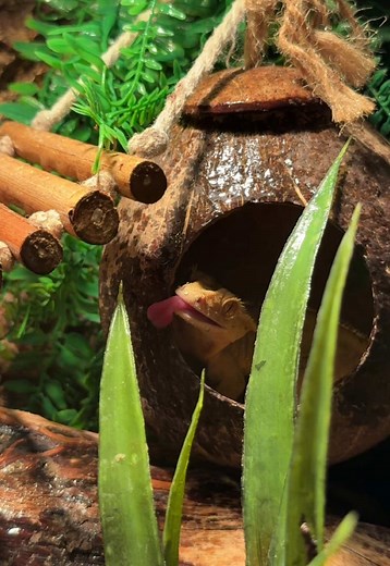 Crested Gecko Enclosure Setup and Maintenance Tips
