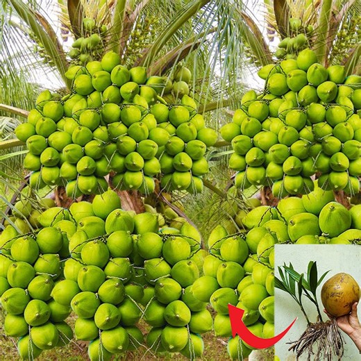 How To Propagate Coconut Trees Growing Faster | Tree Gardens