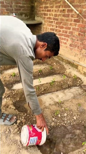 Final stage of planting #plants #ihavethisthingwithplants #viral #viral #viralshorts