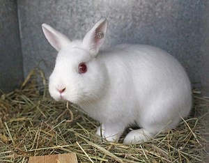 The Polish Rabbit – A Complete Care Guide - The Bunny Hub