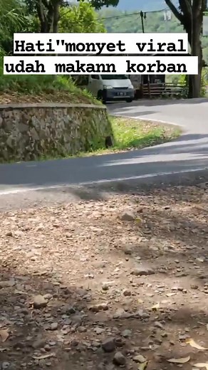 223K views · 1.8K reactions | Assalamualaikum wilujeng siang, hati "buat semua pengemudi,yg ke arah cianjur selatan,dari arah pasir gobang,ini adalah monyet viral udah makan korban,, selalu waspada untuk semua, trimakasih #fyp #monyetviral #sorotanpublik | Mamahna Putry | Facebook