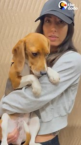 1.2M views · 49K reactions | Beagle rescued from a lab won’t leave the corner of her foster mom’s couch — until she gets a MASSIVE tennis ball  Special thanks to Ella & Lori! Follow along on TikTok: thedo.do/lorlorindahouse & Instagram: thedo.do/lori_lefcourt. | The Dodo | Facebook