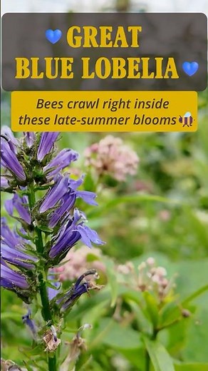Great Blue Lobelia 💙 Native Nectar Plant for Bees