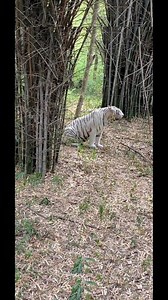 Albino Tiger This scary moment was filmed in #bengaluru, #india during a wildlife conservation visiting. We encountered a #rare #albinotiger AKA "The White Tiger" AKA "Royal Bengal Tiger". It seemed resting or waiting for hunting. The white tiger looked very beautiful though. Embark this moment and share with your loved ones. Enjoy Don't forget to #follow our Page #safari #tigers #TigerPride #whitetiger #exoticanimal #albino #albinotigers #royalbengaltiger #safariadventure #indianwildlife #natur