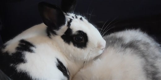 Animal advocates share what it takes to care for a rabbit
