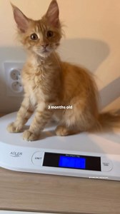 36K views · 827 reactions | A red maine coon cat or a Little lion? 女 #redmainecoon | Richie_the_mainecoon_ | Facebook