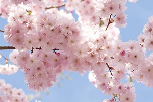 Chapitre 1 : Procréation et sexualité humaine.