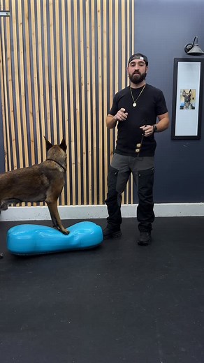 11 reactions | Potty bells is your dog’s first class ticket to get to...