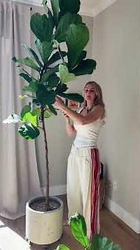 How to Prune a Fiddle Leaf Fig for Bushier Growth | Step-by-Step Guide