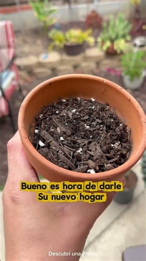 ¡Cuidado con la leche! 🌵⚠️ Hoy toca propagar mi Euphorbia enopla