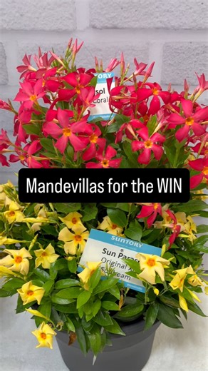 Suntory Sun Parasol Mandevillas for The WIN! | National Garden Bureau