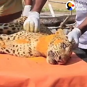 Watch this injured leopard get massages so she can walk again! | The Dodo