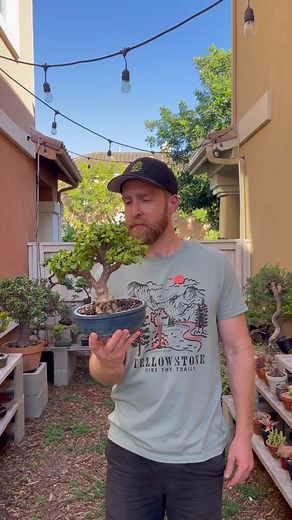 Trimming Shohin Dwarf Jade Bonsai Tree | Bonsai Pruning Tips