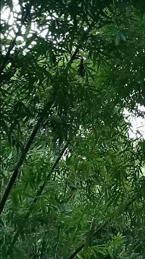 Bamboo Forest ASMR 🌿 Relaxing Nature Sounds with Wind & Birds (No Music) | Relax & Sleep Ambience