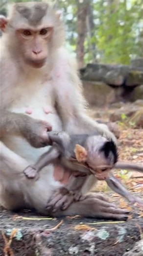 Baby monkey Avery being kidnapped