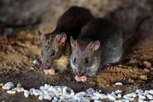 U.S Plots Biological Counterstrike Against Rat-Infested Island