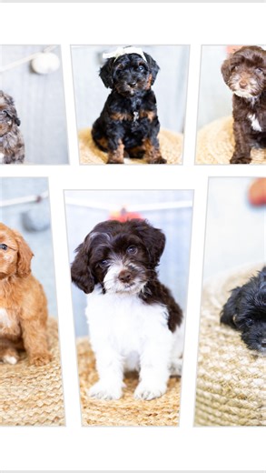 🤣 All the puppies! We created this reel to help YOU out, as we often hear “what puppies do you have available?” 🐶 🐾In this reel we feature every pup we have that is currently available right now. All have been to the vet and passed with flying colors and ready for their perfect forever homes! We have both male and female, both mini and toy sized, both goldendoodle and cockapoo 😍 for more information on any of these babies scroll down to see their individual reels and please reach out to us r