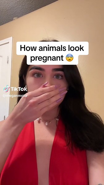 Exploring Pregnancy in Wildlife: Seal, Squirrel, Beluga Whale, and More!