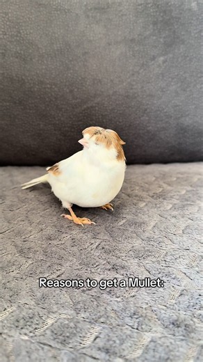 Damn😎 #viral #goviral #canary #kanarienvögel #kanarya | Mullet