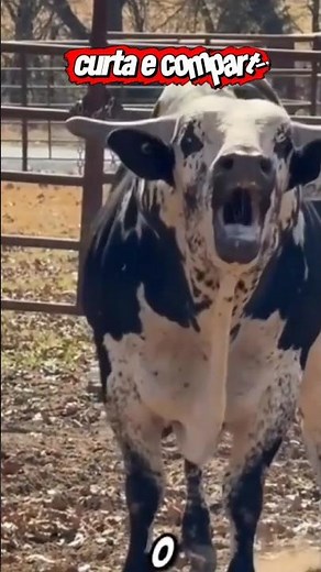 Por que o touro chifra o chão? 🐂💥