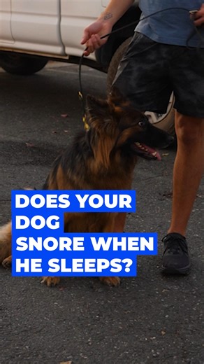 7K views · 239 reactions | Does your dog snore when they sleep?  #dogmom #dogsoffacebook #vetnique #pethealth | Vetnique | Facebook