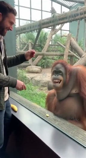 This Magic Trick Is INSANE! Orangutan Can’t Stop Laughing! 🦧🤣