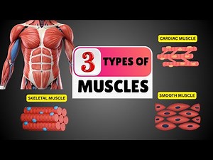 3 Types of Muscles | Skeletal, Cardiac and Smooth Muscles | Human Muscular System Explained